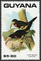 Ivory-billed Aracari (Pteroglossus azara)